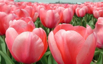 الرحمة وإصلاح الإنسان